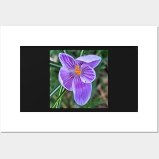 Purple, Orange and White Flower 2 Posters and Art